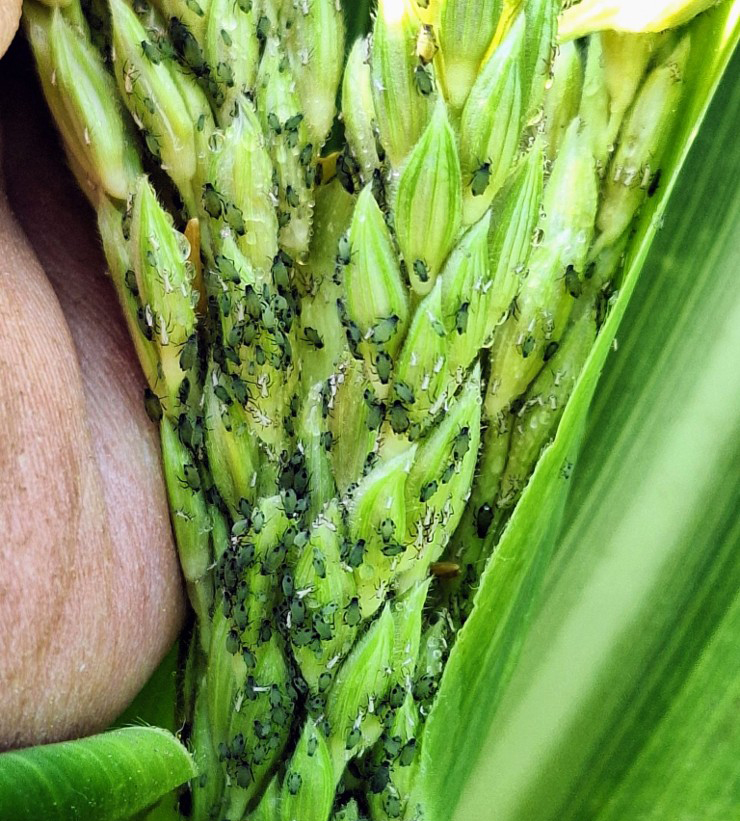 Close up of corn leaf aphids on a corn.